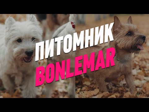Видео: ПИТОМНИК BONLEMAR - ПОРОДЫ ВЕСТ ХАЙЛЕНД УАЙД ТЕРЬЕР, НОРВИЧ ТЕРЬЕР, ФОКСТЕРЬЕР / ОСОБЕННОСТИ ПОРОДЫ