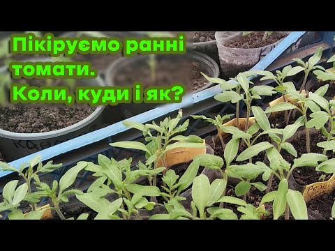 Видео: Пікіруємо ранні томати! Коли, куди і як?