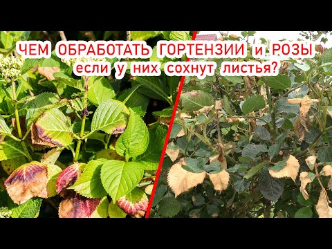 Видео: Сохнут листья у роз и гортензий? Не шутите. Это не от заморозков! Это грибок и чем его лечить.