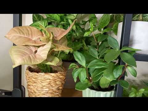 Видео: 🌵🌱🍀ОБЗОР РАСТЕНИЙ В СПАЛЬНЕ.🌿🍀☘