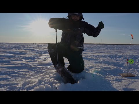Видео: В ЯКУТИИ не УДАЛОСЬ поймать. ДОМА ВЗЯЛ!!! ТРОФЕЙ