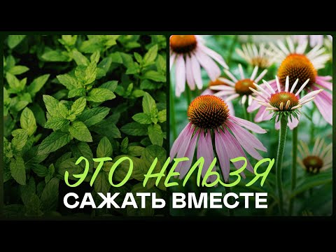 Видео: Такие Растения Никогда Не Выживут На Вашем Участке