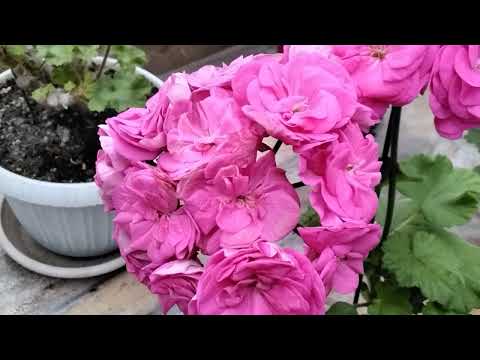 Видео: #476.Сорта пеларгонии под грифом"совершенно секретно!"