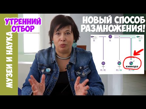 Видео: Способ размножения, ранее неизвестный науке, найден у желтых сумасшедших муравьев! Наталья Носова