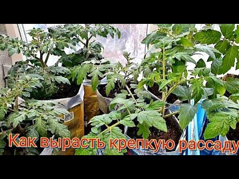 Видео: Как вырастить крепкую рассаду с толстым стволом.Чудо-средства не нужны.СЕКРЕТЫ ВЫРАЩИВАНИЯ.