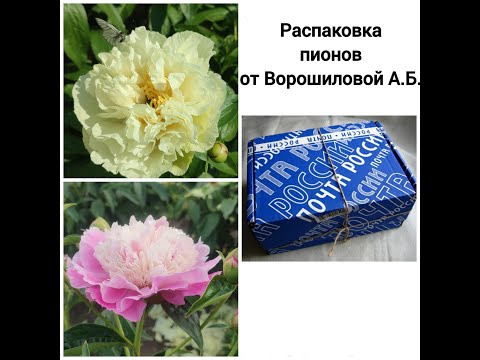 Видео: Ловкость рук и никакого мошенничества. Жизнь одной посылки с пионами.