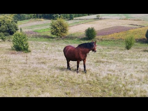 Видео: Копання овочів, ледача коза й тихе полювання на гриби 🍄‍🟫🥕