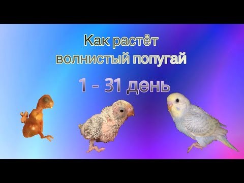 Видео: Как растёт птенец волнистого попугая от 1 до 31 дня.