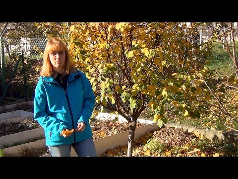 Видео: Опавшие листья. Убирать или нет?