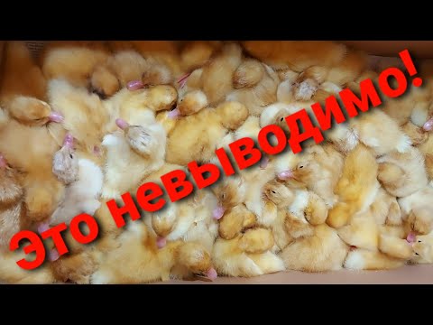 Видео: Полный провал с уткой. Гуси норм. Индюки на мясо. Обзор хозяйства.