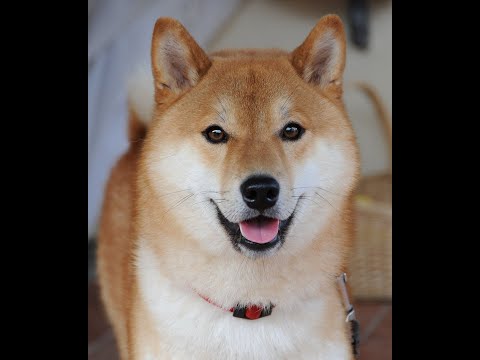 Видео: Особенности воспитания сиба-ину