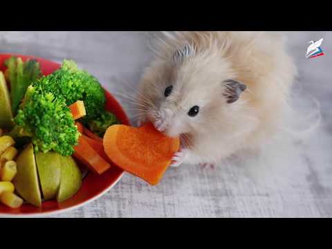 Видео: 5 класс биология урок 3 Царства живых организмов