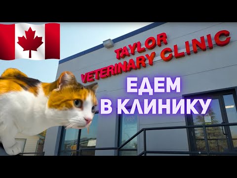 Видео: Внезапно, Большие проблемы!!! Надеемся ей помогут.