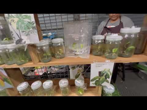 Видео: Дешевые растения на рынке Бангкока