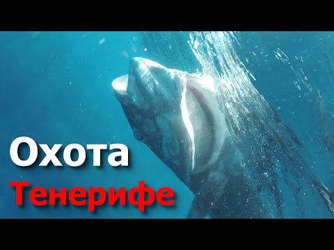 Видео: Минимум для подводной охоты на Тенерифе