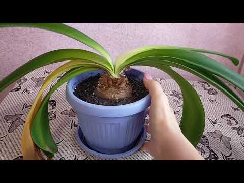 Видео: Гиппеаструм. Период покоя