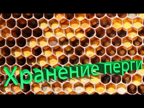 Видео: Профессор Кашковский про хранение перги