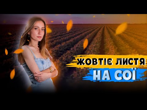 Видео: ЖОВТІЄ ЛИСТЯ НА СОЇ🍂. МОЖНА БЕЗ ПІДЖИВЛЕННЯ?