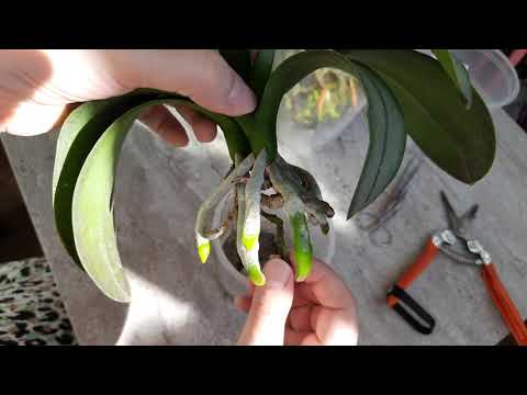 Видео: Новая орхидея Пересадка в систему без субстрата по запросу) Пересадка орхидеи фаленопсис корни