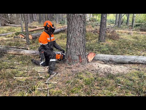 Видео: Как так?! 😳 Валка дерева пошла не по плану | Stihl MS 361 в деле