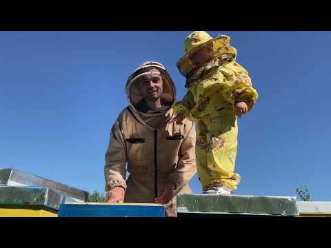 Видео: Скоро будемо відкачувати акацію