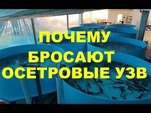 Видео: ПОЧЕМУ БРОСАЮТ ОСЕТРОВЫЕ УЗВ