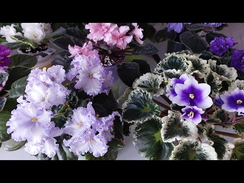 Видео: Цветение фиалочек 6.09.25