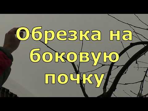 Видео: Обрезка на боковую почку