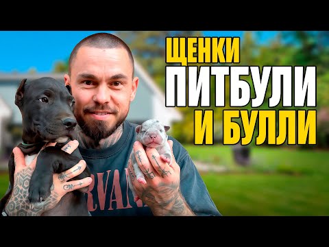 Видео: ЩЕНКИ АМЕРИКАНСКИХ БУЛЛИ И ПИТБУЛИ