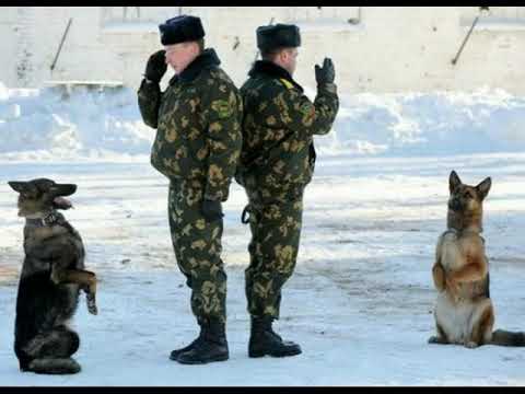 Видео: Памяти Пограничных Псов