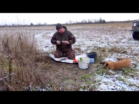 Видео: За лисицей | Вощеная земля | Нежданный Волк! |