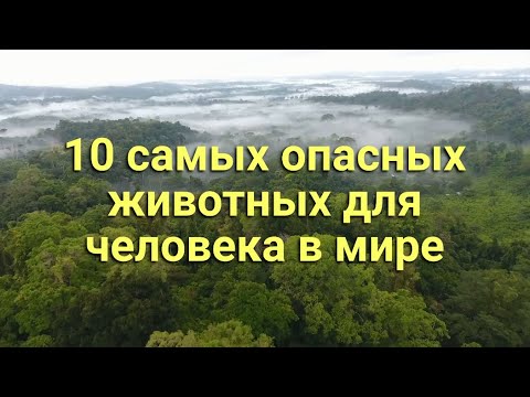 Видео: 10 самых опасных животных  для человека в мир