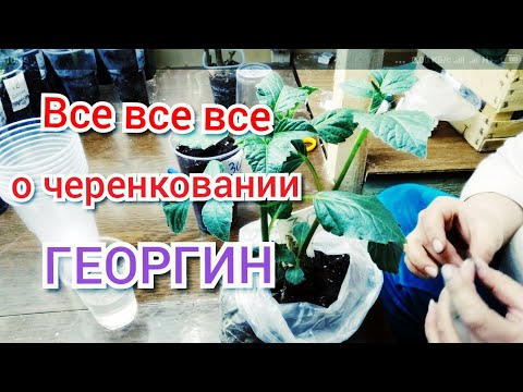 Видео: Все, что можно знать о черенковании георгин.