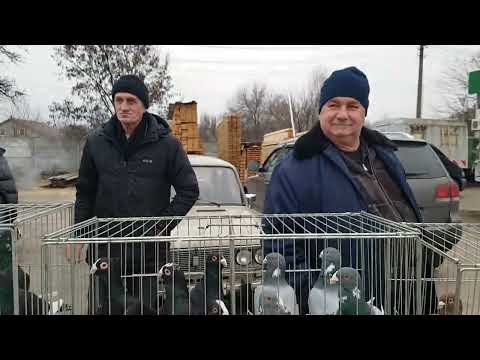 Видео: Ярмарок голубiв у м.Дніпро 29.12.24р.   Ярмарка - базар голубей и домашних животных в г. Днепр.