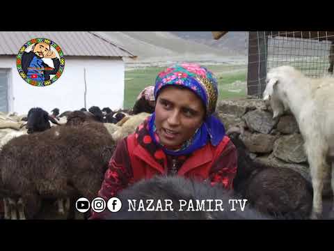 Видео: Пастушеская жизнь на Памире