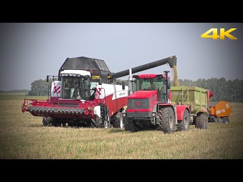 Видео: Тракторы К-424 Кирюша, Т-150К, МТЗ-82 и комбайн ACROS 595 Plus - оперативная работа в поле