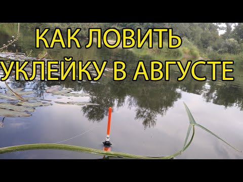 Видео: Как ловить уклейку в августе?и Супербонусы! Рыбалка ,практика и теория.