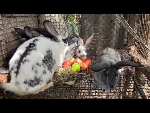 Видео: Спека аномальна !!! Кроликам тяжко дається!#кролики #люди #село #кролик 
