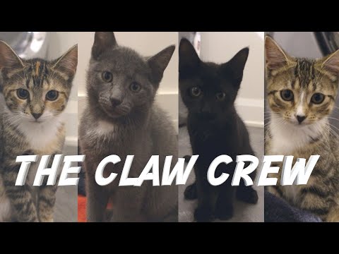 Видео: Наши новые кошки-амбарчики — дикие котята. Знакомьтесь, The Claw Crew