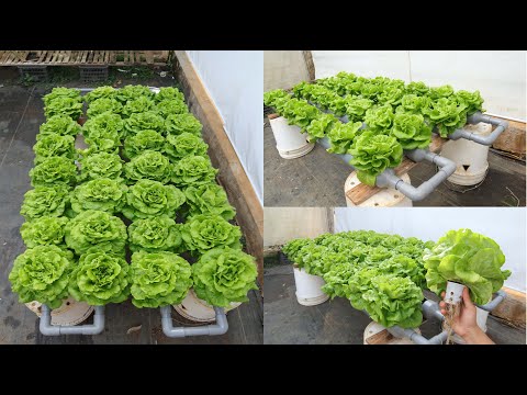 Видео: Никакого полива — никакой почвы — суперпростой гидропонный огород дома