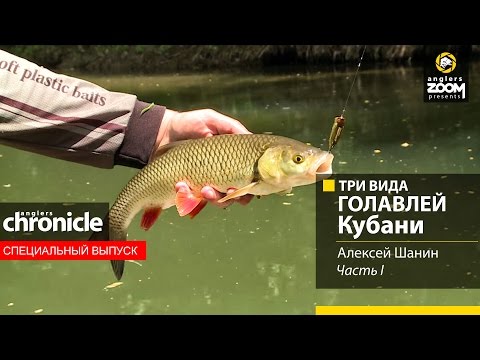 Видео: Три вида голавлей Кубани. Часть 1. Алексей Шанин. Anglers Chronicle.