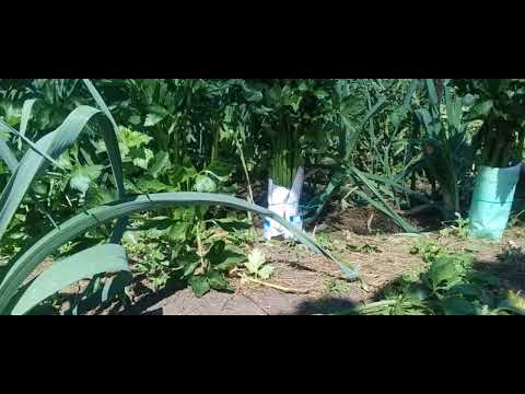 Видео: Как отбелить черешковый сельдкерей, подробно  03 09 25