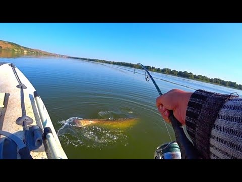 Видео: ОНО КЛЮНУЛО 💥💥💥И ПОТАЩИЛО НА ДНО!!! 🔥💥 ТРОФЕЙНАЯ РЫБАЛКА НА СОМА!