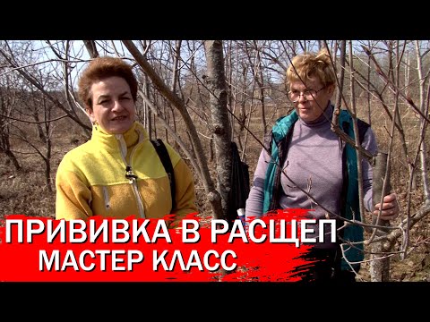 Видео: Прививка в расщеп мастер класс