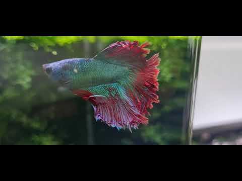 Видео: Обзор моих аквариумов. 4.05.2021