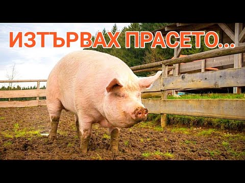 Видео: ЗАБАВНИТЕ ИСТОРИИ НА БАТИ САШО! ПРАСЕТО ИЗБЯГА ОТ КОЧИНАТА... И КАКВИ БЕЛИ УСПЯ ДА НАПРАВИ...