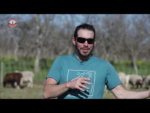 Видео: Интеграция овец в садовые системы