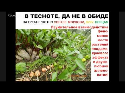 Видео: Интенсивные грядки Розума. Б.А. Бублик