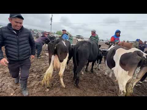 Видео: Мал базар Талас шаары реклама 0703512044