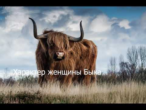 Видео: Характер женщины Быка